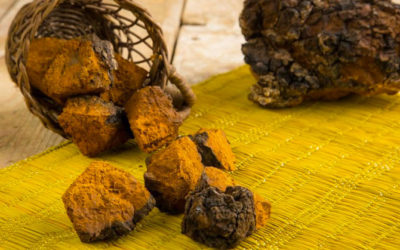 The Untold Story of a Silent Superpower: Chaga Mushrooms